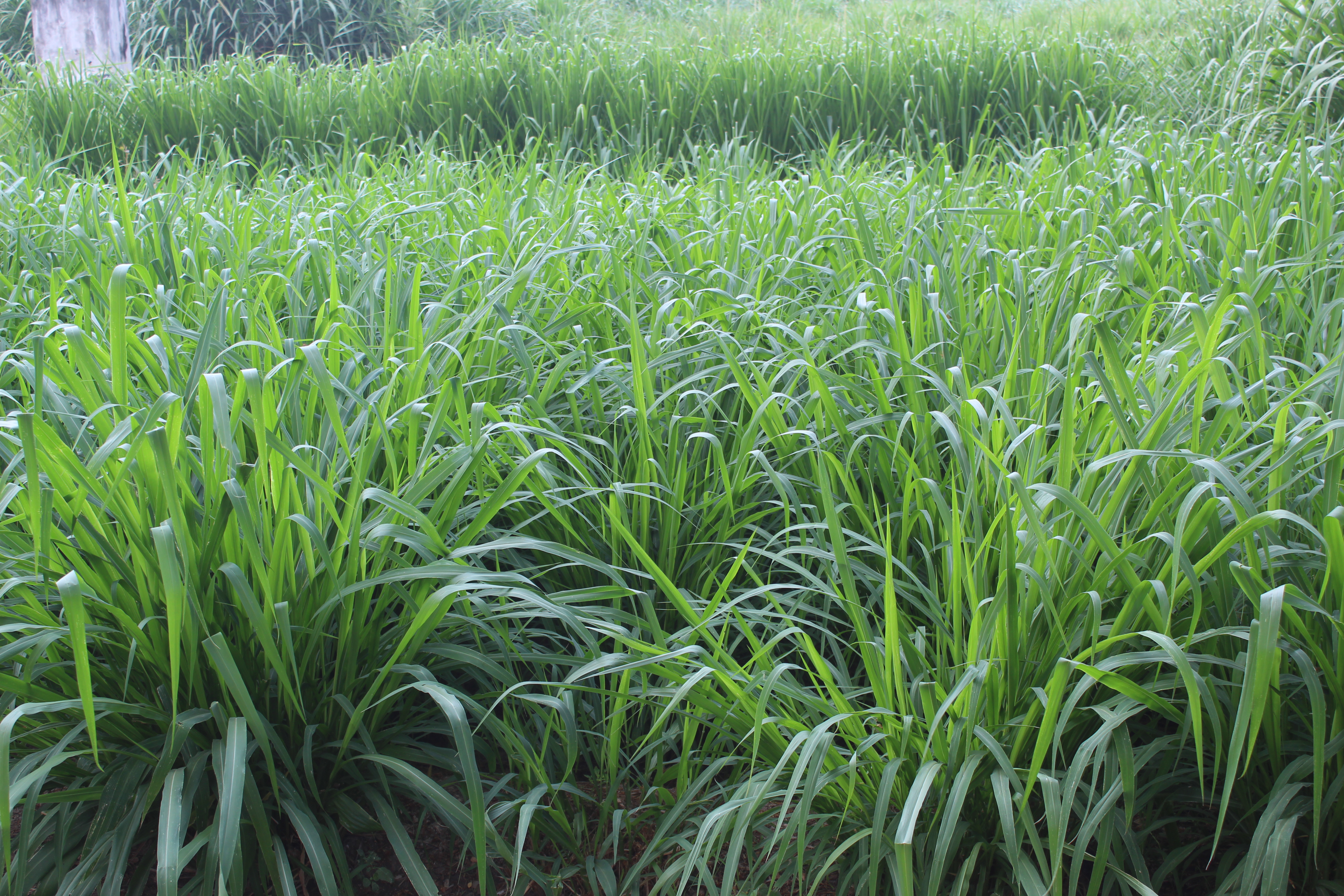 Guinea Grass